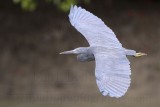 _MG_9568 Eastern Reef Egret.jpg