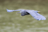 _MG_9577 Eastern Reef Egret.jpg