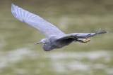 _MG_9579 Eastern Reef Egret.jpg