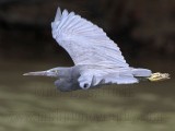 _MG_9620 Eastern Reef Egret.jpg