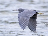 _MG_9650 Eastern Reef Egret.jpg