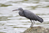 _MG_9724 Eastern Reef Egret.jpg