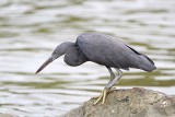 _MG_9761 Eastern Reef Egret.jpg