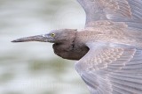 _MG_9819 Eastern Reef Egret.jpg