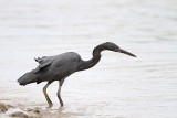 _MG_9990 Eastern Reef Egret.jpg