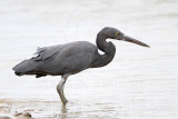 _MG_9996 Eastern Reef Egret.jpg