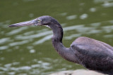 _MG_4338 Eastern Reef Egret.jpg