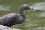 _MG_4344 Eastern Reef Egret.jpg