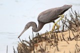 _MG_4364 Eastern Reef Egret.jpg