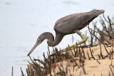_MG_4365 Eastern Reef Egret.jpg