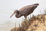 _MG_4376 Eastern Reef Egret.jpg