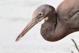_MG_4376crop Eastern Reef Egret.jpg