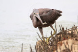 _MG_4380 Eastern Reef Egret.jpg