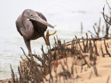 _MG_4381 Eastern Reef Egret.jpg