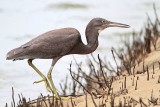 _MG_4389 Eastern Reef Egret.jpg