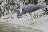 _MG_4411 Eastern Reef Egret.jpg