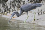 _MG_4412 Eastern Reef Egret.jpg