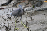 _MG_8533 Eastern Reef Egret.jpg