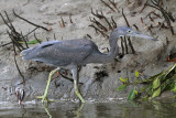 _MG_8548 Eastern Reef Egret.jpg