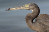 _MG_8557 Eastern Reef Egret.jpg