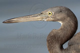 _MG_8557crop Eastern Reef Egret.jpg