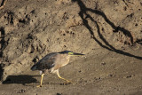 _MG_2243 Striated Heron.jpg