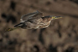 _MG_2356 Striated Heron.jpg