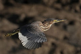 _MG_2357 Striated Heron.jpg