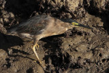 _MG_2447 Striated Heron.jpg