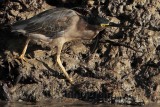 _MG_2450 Striated Heron.jpg