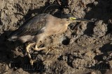 _MG_2465 Striated Heron.jpg