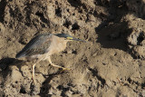 _MG_2510 Striated Heron.jpg