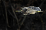 _MG_2675 Striated Heron.jpg