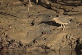 _MG_3256 Striated Heron.jpg
