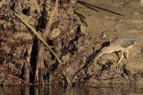 _MG_3273 Striated Heron.jpg