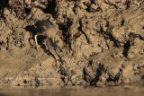 _MG_3331 Striated Heron.jpg