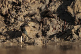_MG_3365 Striated Heron.jpg