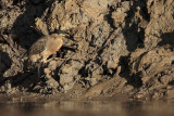 _MG_3372 Striated Heron.jpg