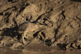 _MG_3444 Striated Heron.jpg