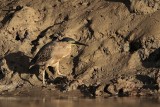 _MG_3451 Striated Heron.jpg