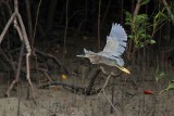 _MG_9857 Striated Heron.jpg