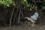 _MG_9860 Striated Heron.jpg