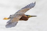 _MG_9871 Striated Heron.jpg