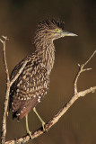 _MG_8394 Nankeen Night-Heron.jpg