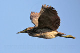 _MG_8502 Nankeen Night-Heron.jpg