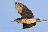 _MG_8514 Nankeen Night-Heron.jpg