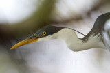 _MG_1456 Pied Heron.jpg