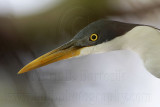 _MG_1456crop Pied Heron.jpg