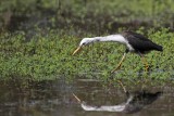 _MG_1514 Pied Heron.jpg