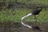 _MG_1517 Pied Heron.jpg